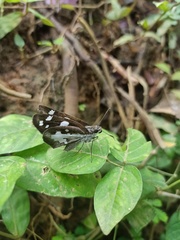Udaspes folus