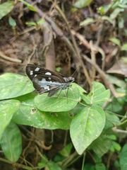 Udaspes folus