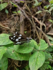 Udaspes folus