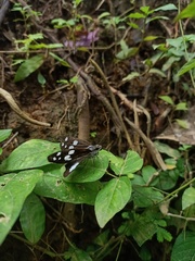 Udaspes folus