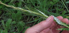Berkheya discolor