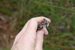 Eucalyptus campanulata