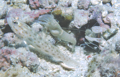 Ctenogobiops pomastictus
