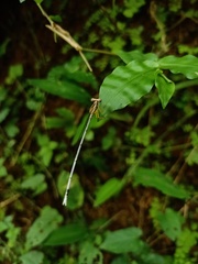 Copera