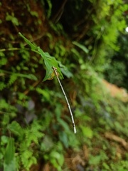 Copera