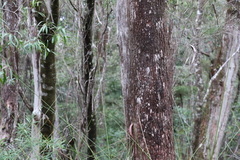 Eucalyptus campanulata