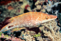 Oxycheilinus celebicus