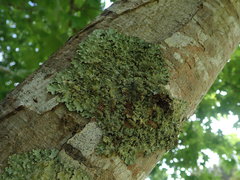 Parmotrema subtinctorium