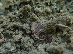 Parmotrema subtinctorium