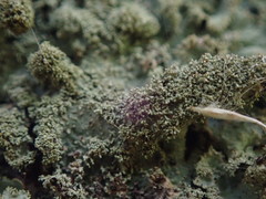 Parmotrema subtinctorium