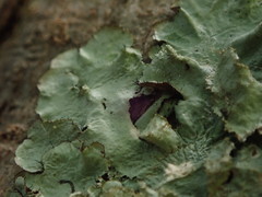 Parmotrema subtinctorium