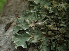 Parmotrema subtinctorium