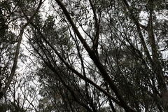 Eucalyptus campanulata