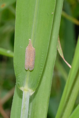 Pyrilla perpusilla