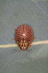 Paropsisterna decolorata