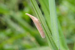 Pyrilla perpusilla
