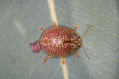 Paropsisterna decolorata