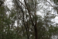 Eucalyptus campanulata