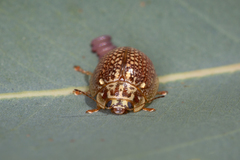 Paropsisterna decolorata