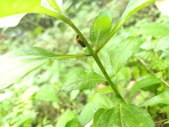 Phymatostetha