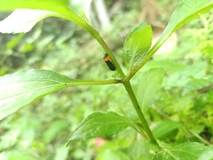 Phymatostetha