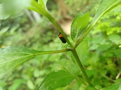 Phymatostetha