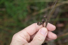 Eucalyptus oreades