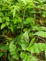 Orthoptera