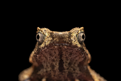Short-legged Horned Toad, Boulenophrys brachykolos