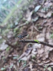 Asilidae