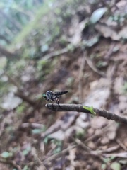 Asilidae