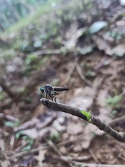 Asilidae