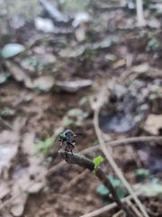 Asilidae