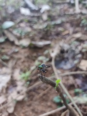 Asilidae