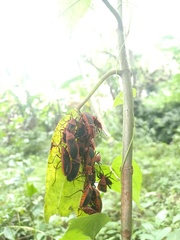 Probergrothius sanguinolens