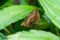 Oraesia emarginata