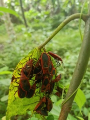 Probergrothius sanguinolens