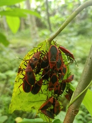 Probergrothius sanguinolens