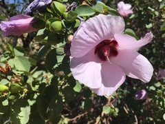 Gossypium sturtianum