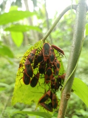 Probergrothius sanguinolens