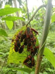 Probergrothius sanguinolens
