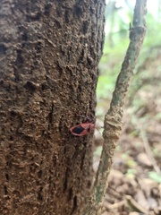 Probergrothius sanguinolens