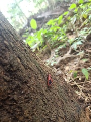 Probergrothius sanguinolens