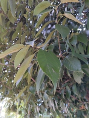 Angiospermae