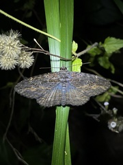 Anisoneura
