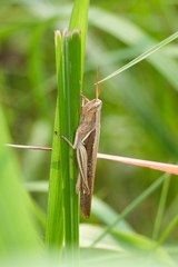 Stenocatantops splendens