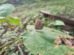 Mycalesis