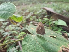 Mycalesis