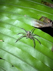 Heteropoda amphora