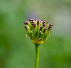 Trollius altaicus